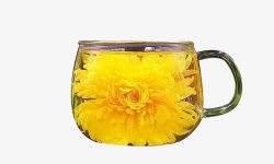 泡开正面的玻璃杯中泡开的黄色金丝菊高清图片