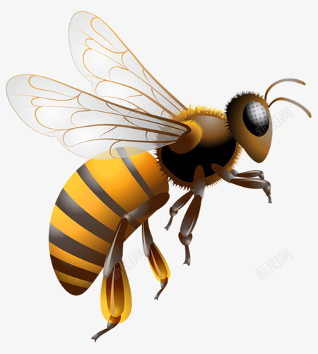可爱黄色小蜜蜂png免抠素材_88icon https://88icon.com 动物 蜂类 蜂蜜 蜜蜂 采蜜 飞舞 黄色
