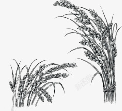 中国风手绘稻田插画素材