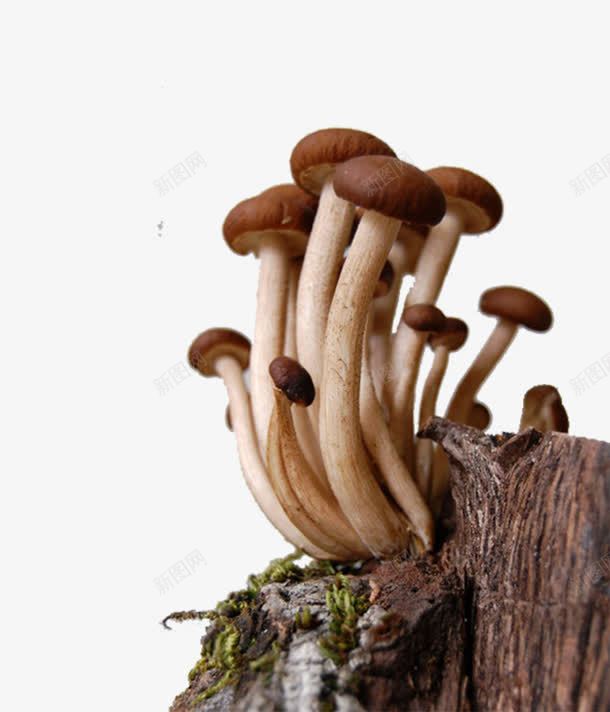 长在枯木上的松茸png免抠素材_88icon https://88icon.com 农家特产松茸 山珍山货 干松茸 松茸干货 野生松茸 野生松茸干片 野生菌