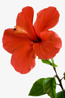 一朵大花红色植物带花芯的一朵大花实物高清图片