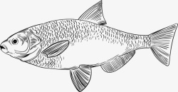 海水鱼海洋生物手绘小鱼高清图片