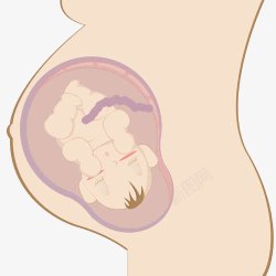 孕妇肚里的胎儿素材