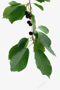 绿意的樱桃采摘素材