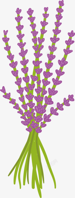 紫色薰衣草花束素材
