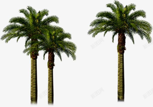创意摄影效果图椰子树png免抠素材_88icon https://88icon.com 创意 摄影 效果图 椰子树