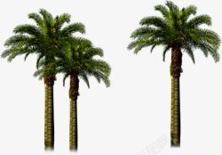 创意摄影效果图椰子树素材