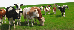 有机牛腩平面牛群吃草牧场高清图片