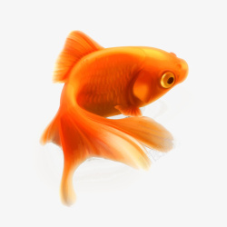 海里的动物可爱的金鱼高清图片