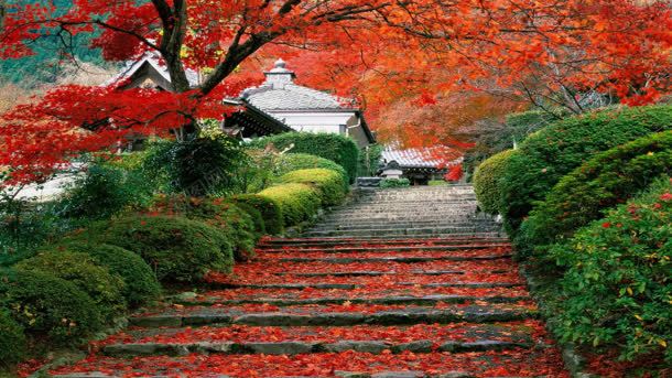 日本京都花园风景背景