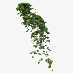 藤蔓垂吊绿色植物庭院一簇绿色藤蔓垂吊植物高清图片