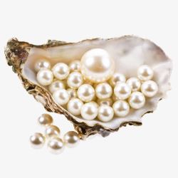 蚌美丽的珍珠贝壳高清图片