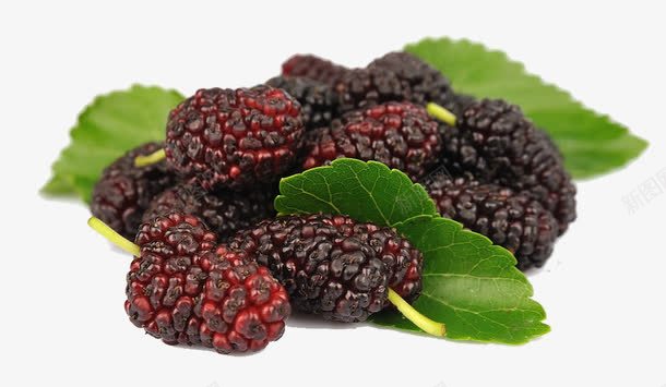 成熟桑葚和叶子png免抠素材_88icon https://88icon.com 多汁 实物 微距 桑葚 桑葚叶 浆果 素食主义
