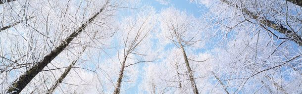 冬日雪树背景