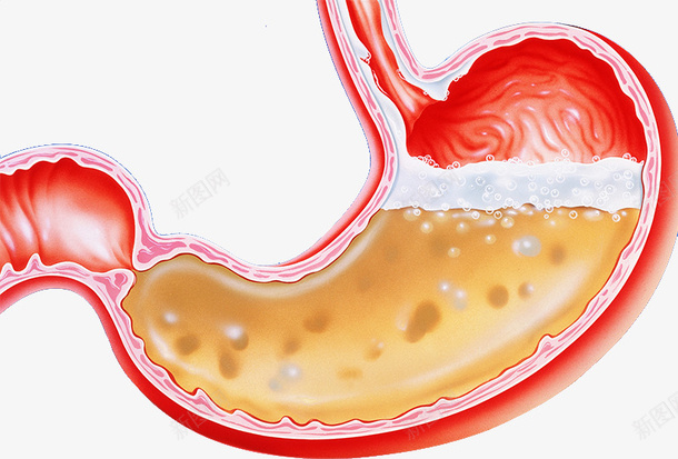 胃部消化系统png免抠素材_88icon https://88icon.com 啤酒 消化系统 消化道 胃部 腹痛