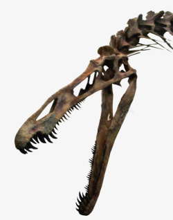 巨型食肉动物恐龙化石实物素材