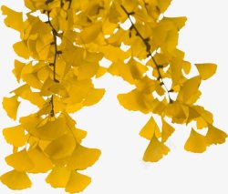 金黄色秋天的银杏树叶素材