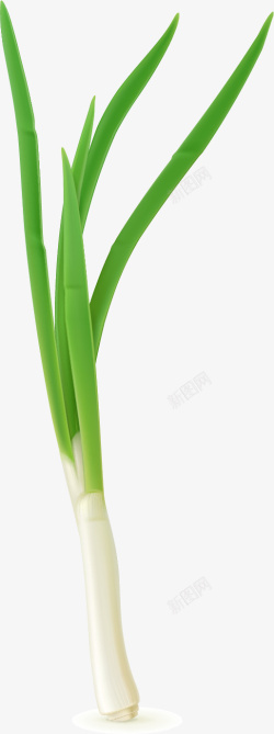蔬菜写实写实一颗小葱高清图片