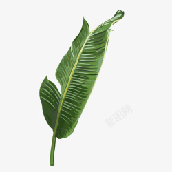 绿色热带植物叶子元素矢量图素材