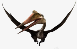 灭绝生物飞翔着的风神翼龙属实物高清图片
