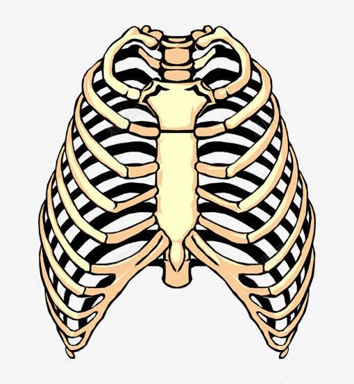 胸腔骨架png免抠素材_88icon https://88icon.com png图片 免抠 医学 绘画图 胸腔骨 胸骨 骨科