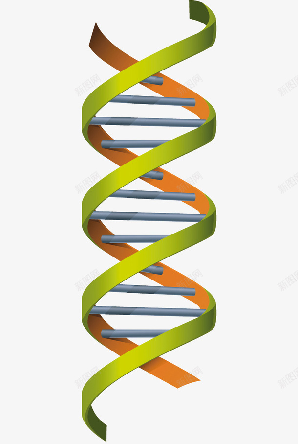 卡通基因DNA结构图png免抠素材_88icon https://88icon.com 17素材网 DNA DNA双螺旋结构图片 基因 结构图