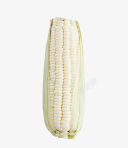 白玉米一根山东白玉米棒子高清图片