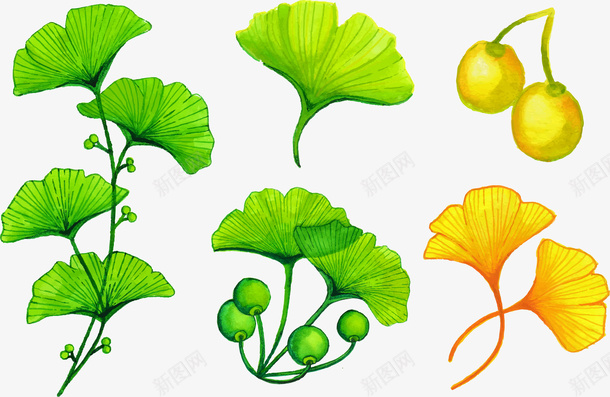 创意插画彩绘位图图形立秋银杏叶png免抠素材_88icon https://88icon.com 位图图形 创意 创意插画彩绘位图图形立秋银杏叶成熟矢量图免费下载 彩绘 插画 果实 植物 水彩