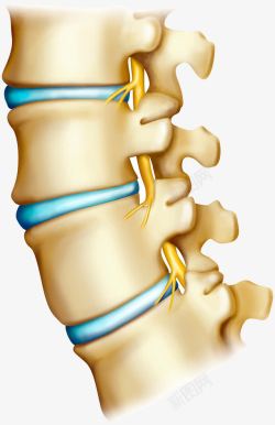 脊椎骨头医学素材