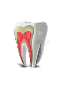 牙齿结构牙齿模型图高清图片