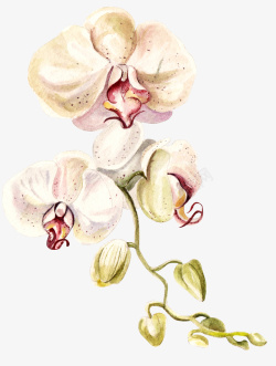 漂亮的印花图片手绘漂亮蝴蝶兰花朵高清图片