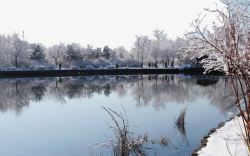 北京植物园雪景二素材