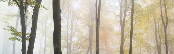 秋色中的迷雾树林背景jpg设计背景_88icon https://88icon.com 树林 秋色 背景 迷雾