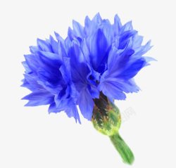 花瓣素材大图蓝色矢车菊高清图片