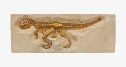 棕色小恐龙化石实物素材