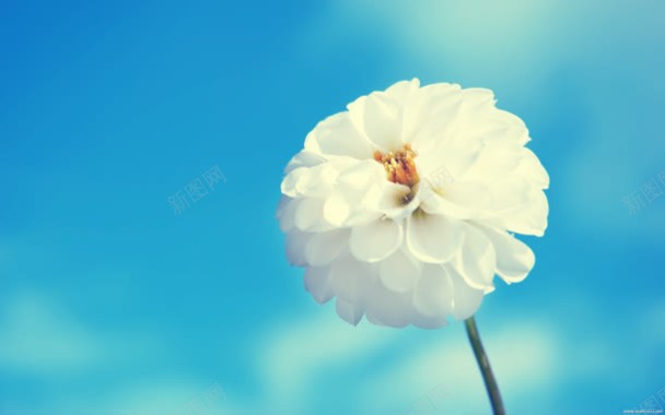 蓝色模糊背景白色花朵背景