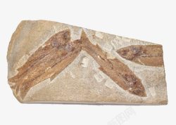 考古素材鱼类生物化石高清图片