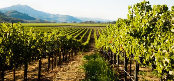 葡萄酒庄园jpg设计背景_88icon https://88icon.com 大气背景 葡萄 葡萄酒庄园