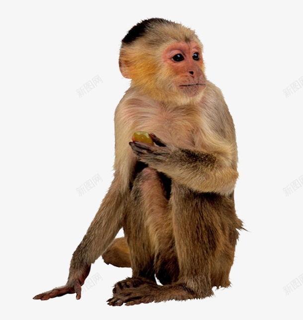 金丝猴png免抠素材_88icon https://88icon.com 动物 可爱的 猴子 金丝猴 顽皮的