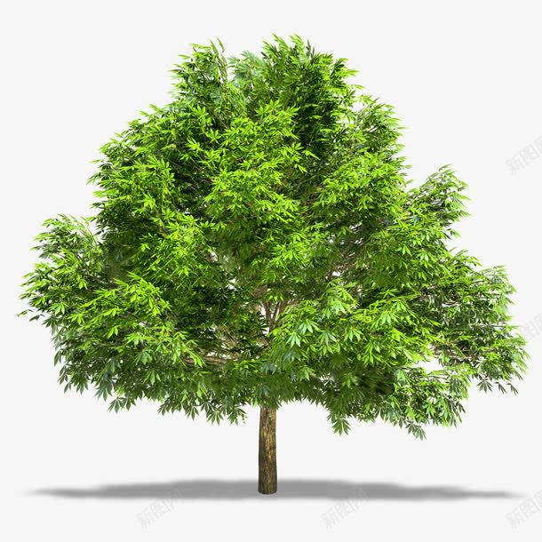 绿色大树实景png免抠素材_88icon https://88icon.com 树丛 树木 树灌 植物 植被 绿色 绿色大树免费下载