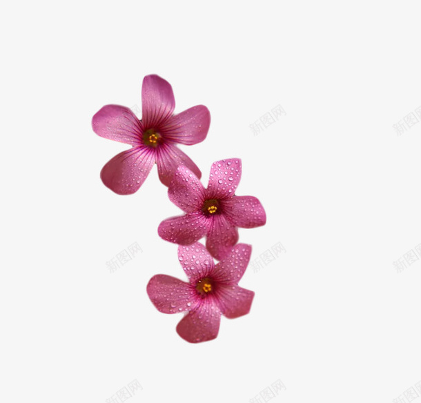 花朵的元料png免抠素材_88icon https://88icon.com 三朵小花 实拍小花 红色的小花 花 花朵 装饰花朵