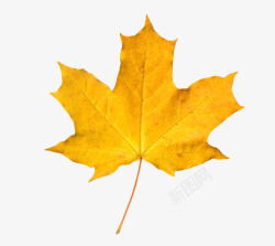五角枫金黄色植物清晰的静止的树叶实物高清图片