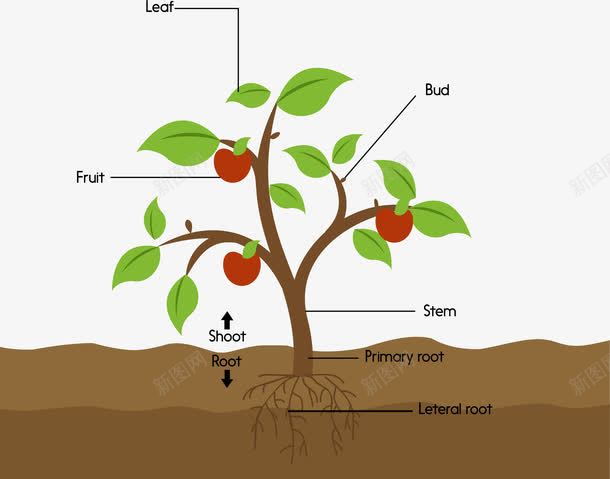 植物分解结构图png免抠素材_88icon https://88icon.com 土壤分析 幼苗结构图 生物科学 番茄幼苗 矢量素材