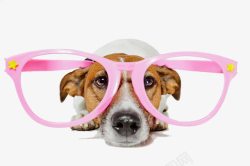 粉色眼镜框趴着的宠物狗高清图片