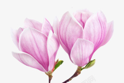 紫色玉兰紫色香味两朵玉兰花瓣实物高清图片