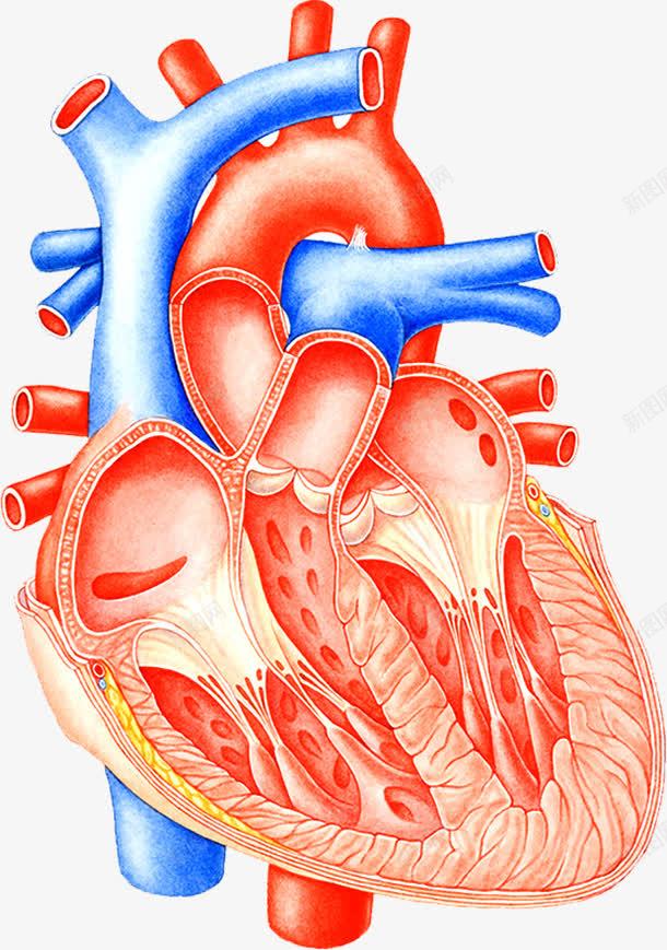 心脏血管医疗png免抠素材_88icon https://88icon.com 健康 剖面图 心脏图案 心血管 血液循环