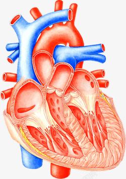 血液循环心脏血管医疗高清图片