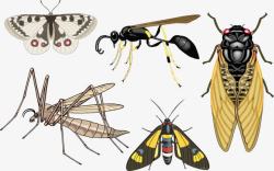 蝴蝶蚂蚁等昆虫素材