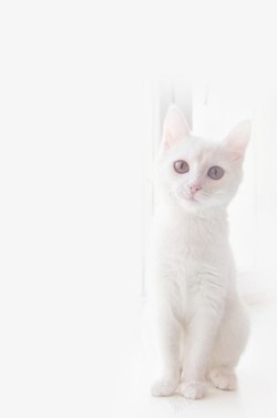 孤独纯白猫咪高清图片