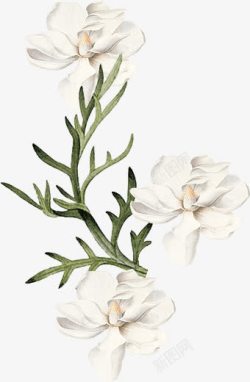 彩绘栀子花白色花朵装饰素材